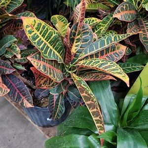 Meet your Posher, Ken